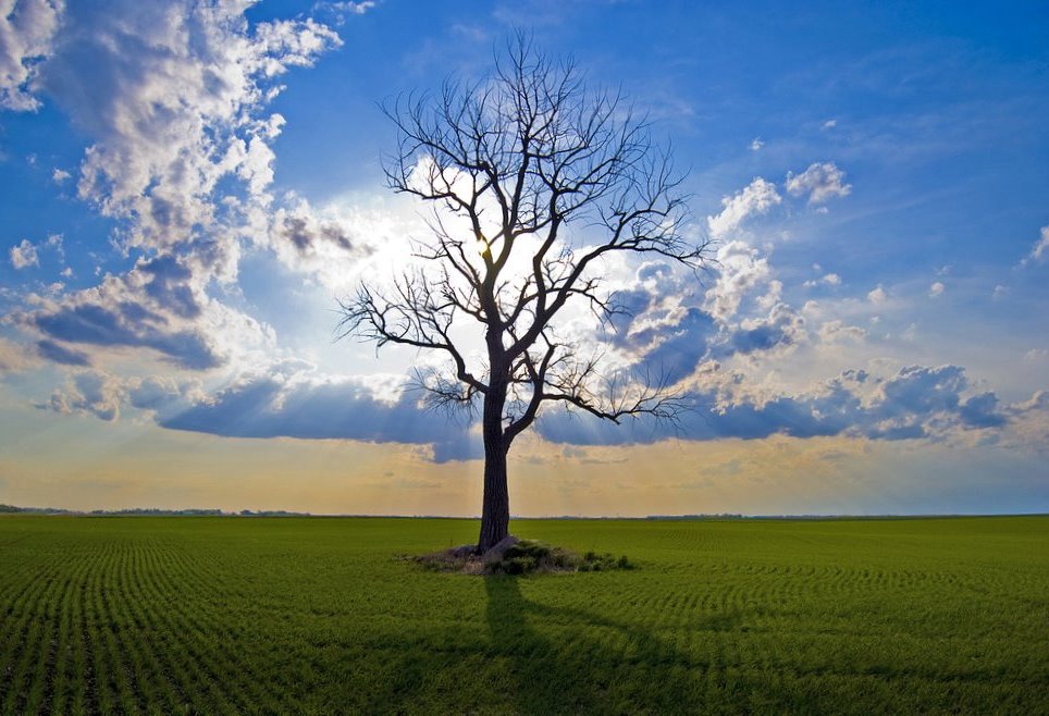 tree