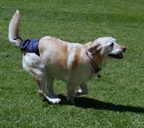 dog wearing diaper 2