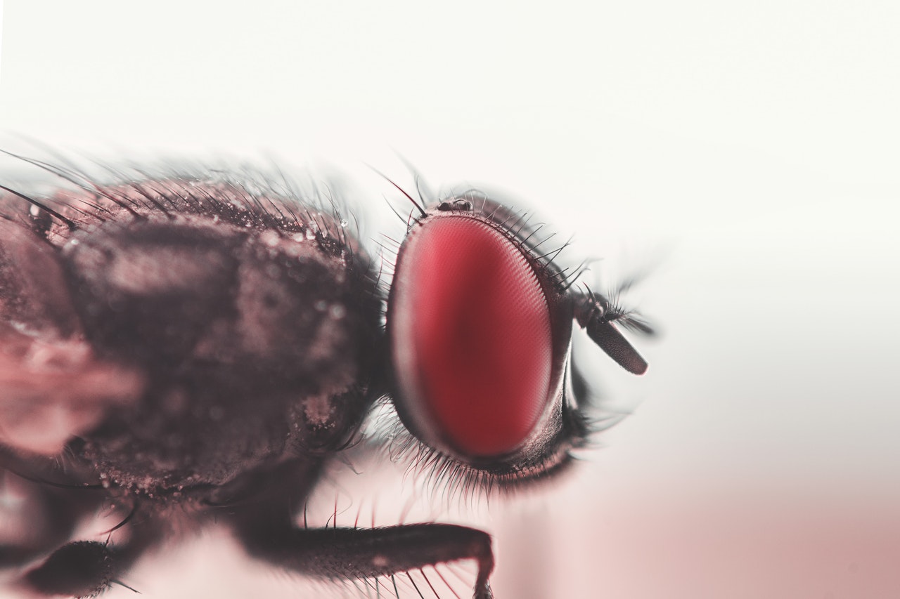 a close up shot of a house fly