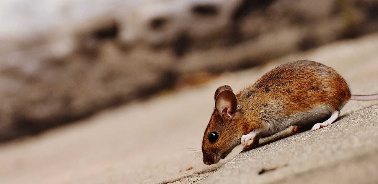 a small brown rat on the ground