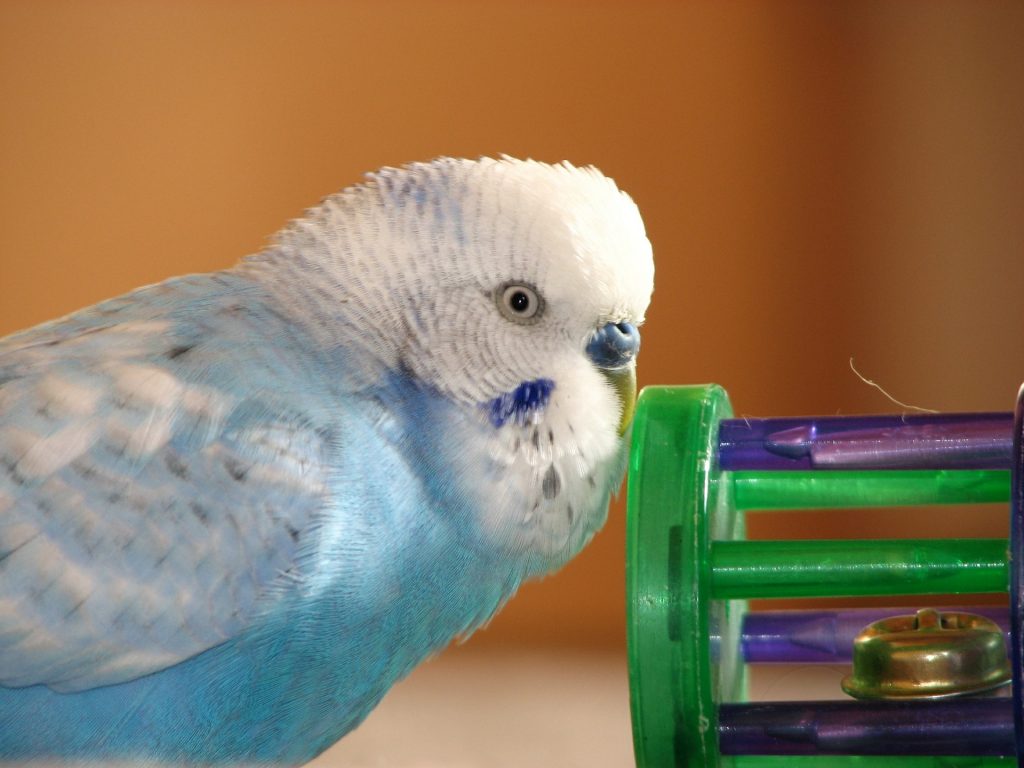 a bird playing