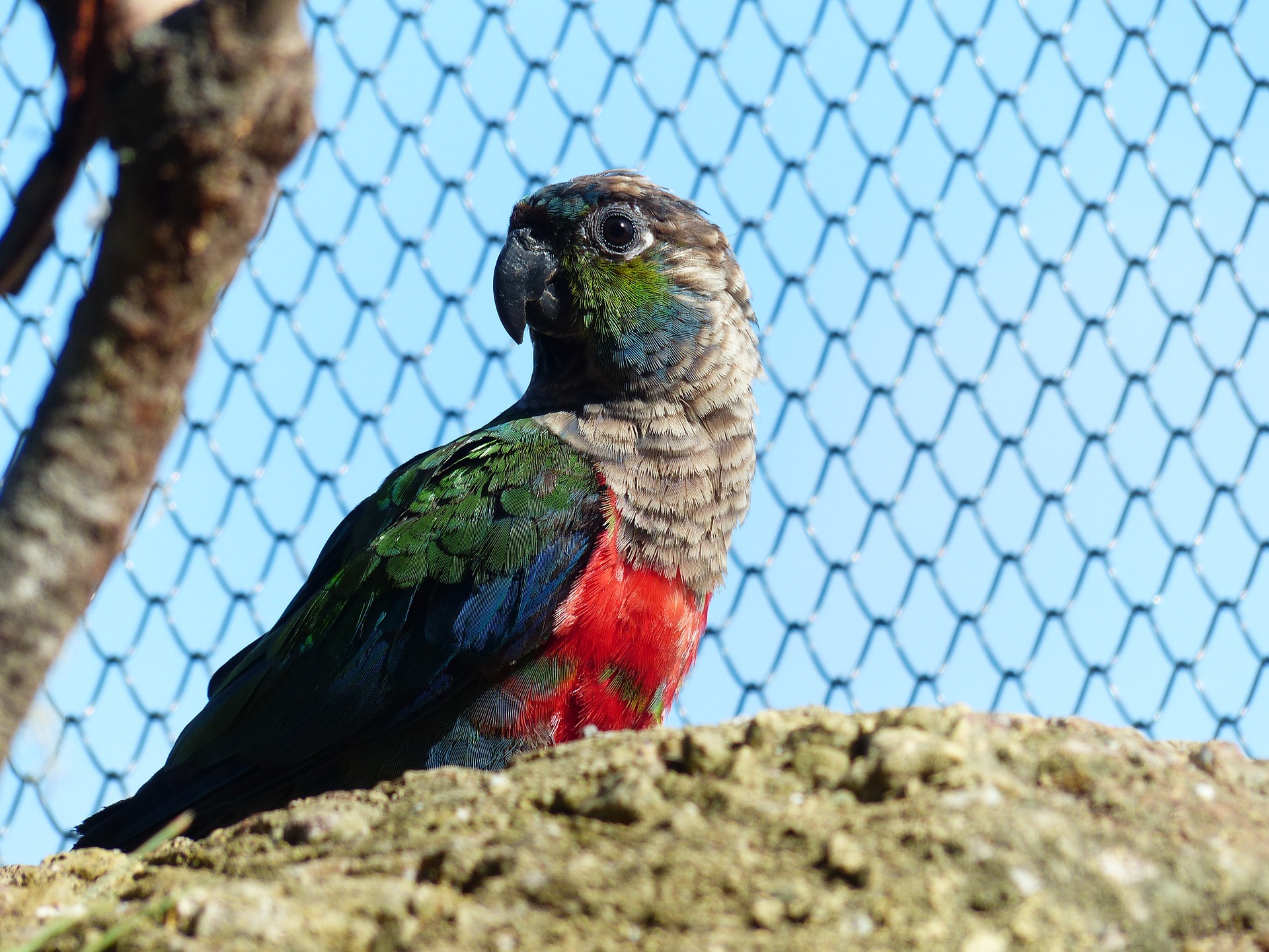 bird