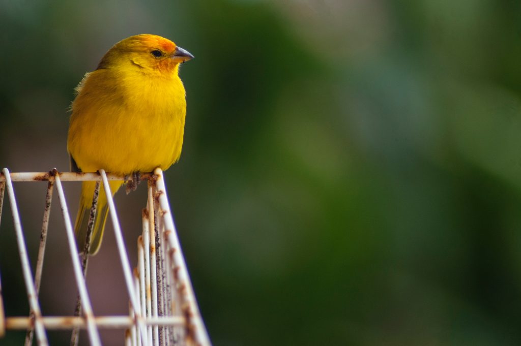 domestic bird