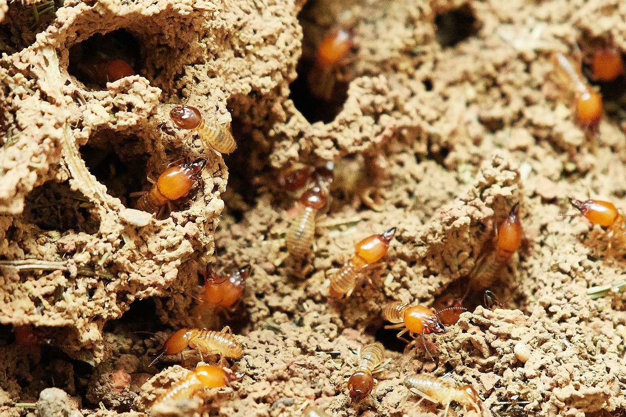 termites 