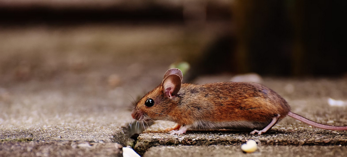 rodent