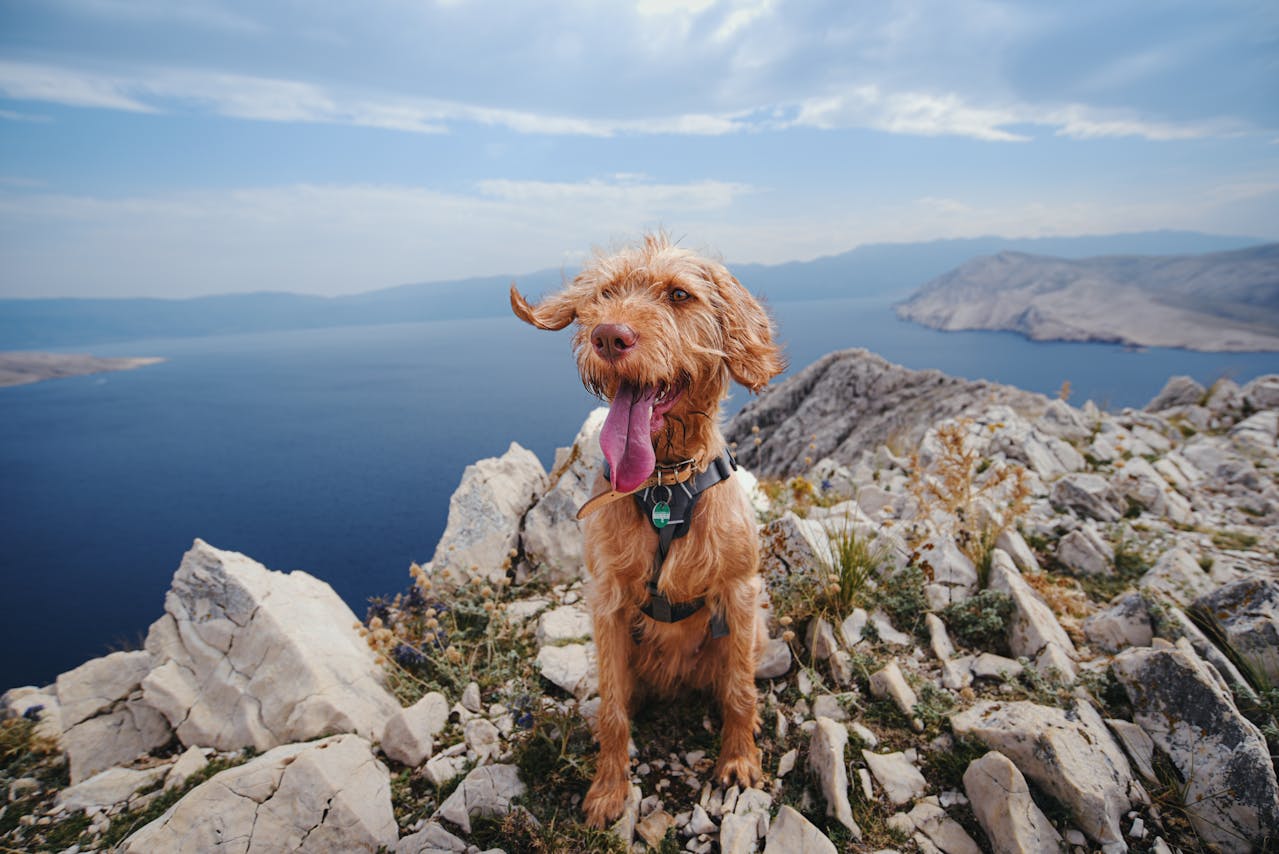 dog 